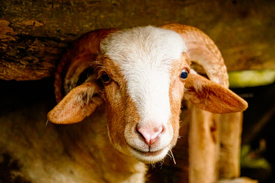 Close up view of brown-white Awassi sheep breed with two horns looking directly at the camera