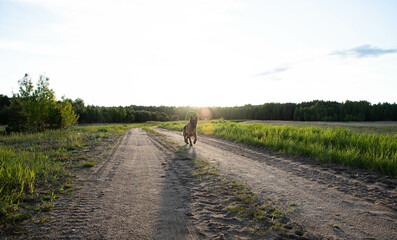 a sheepdog runs down a sandy road in the setting sun. against the backdrop of fields and forests.