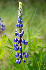 Blue lupine, flowers, field, flowering in wildlife.
