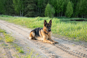 A beautiful shepherd dog lies on the sand, side view, against the background of the forest and fields.
