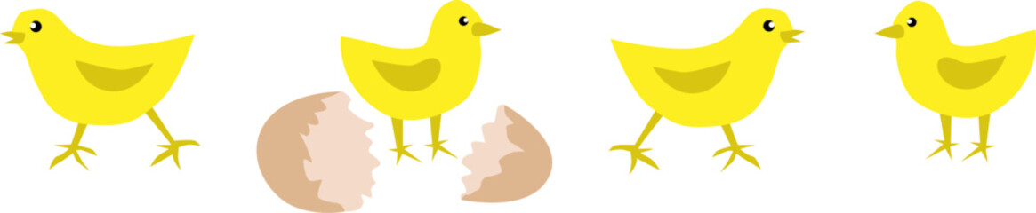 Four yellow chicks just hatched. Domestic bird. Funny chickens.