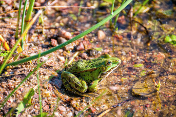 Frog in the grass