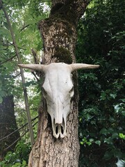 cabeza de vaca colgada en un arbol
