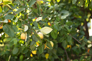 Ripe yellow quince fruit grows on a quince tree with green foliage in summer eco garden. Large...