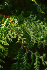 緑の植物、地球環境を考える、Our Planet