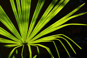 緑の植物、地球環境を考える、Our Planet