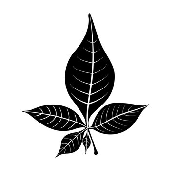 The five Bilva leaf (Belpatra) vector icon in black color.