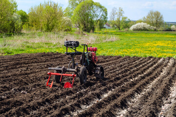 Gasoline walk-behind tractor bury potatoes in soil on potato plantation. Small farm tractor...