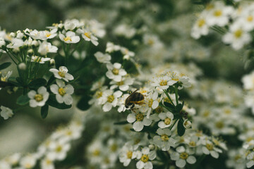 many small white flowers close-up, macro, beautiful fresh background. selective focus