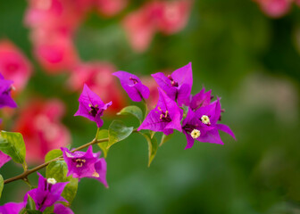 Fototapeta premium purple flowers in the garden