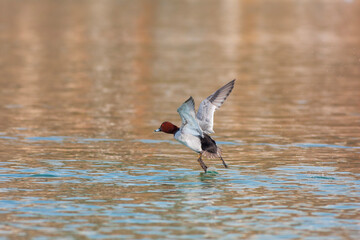 water bird in its natural environment, Common Pochard, Aythya ferina