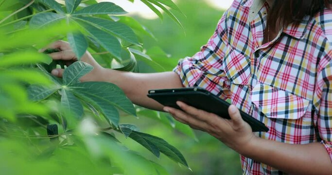 Farmer using tablet to conduct research about cassava trees