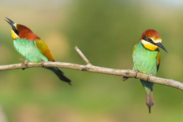 beautiful birds on the background of spring greenery