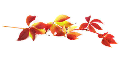 Branch of autumn grapes leaves (Parthenocissus quinquefolia foliage). Isolated on white background.