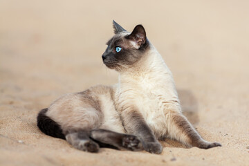 Domestic thai cat lying down outside on sand beach