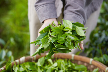 Farmer's hand caressing freshly harvested green tea buds. Green tea products are very beneficial to...
