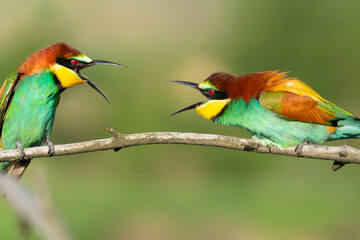 Paradise birds on a branch conflict