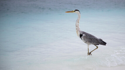 great Blue Heron by the sea