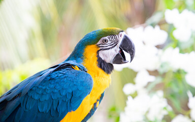 beautiful Blue-and-Yellow Macaw in rainforest