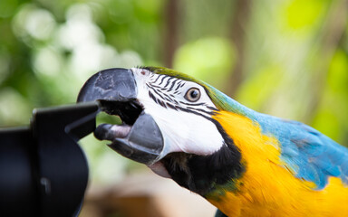 beautiful Blue-and-Yellow Macaw in rainforest