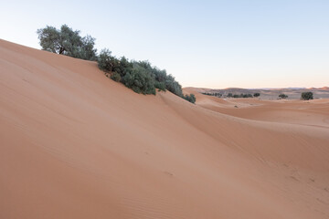 The evergreen vegetation in the middle of the sand dunes of the sahara