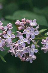 purple lilac flowers, macro