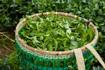 Fototapeta na wymiar Top view of fresh green tea leaves in bamboo basket at tea plantation, farmer picking tea leaves put the bamboo basket.