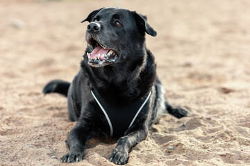 Black mongrel dog on sand