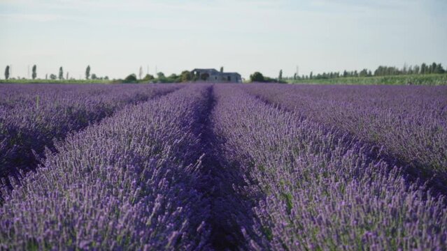 Cultivated field of striped purple lavender