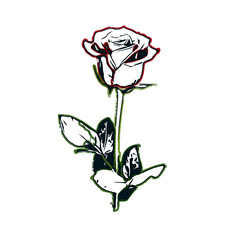 color sketch of a rose with transparent background