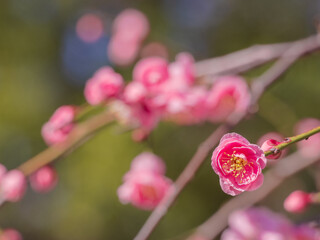 梅の花（ピンク）