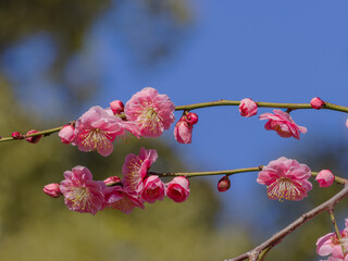 梅の花（ピンク）