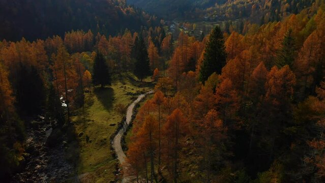 Val di Mello Nature Reserve With Vibrant Red Fir Trees In Autumn At Lombardy, Italy. Aerial Drone Shot