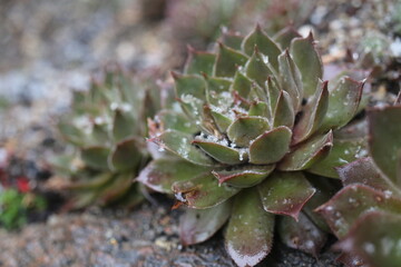 Sempervivum GELBER STERN Rojnik Gelber Stern