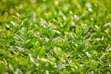 Fototapeta na wymiar A brilliant garden of green tea leaves through the front camera angle. healthy nature concepts. Green tea leaves can help increasing fat burning, healthy body