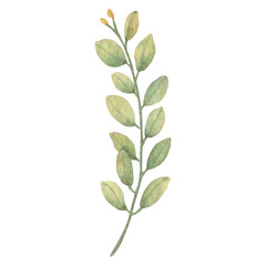 Watercolor leaves Botanical collection   natural elements on white background  illustration