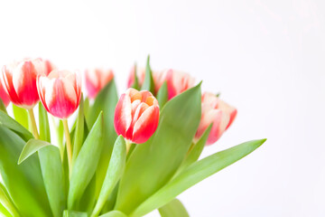 Fototapeta premium Tulips bouquet. Holiday floral decor.