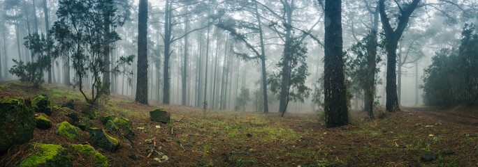 Panorama Esperanza Wald bei Las Rosas, Nordosten von Teneriffa