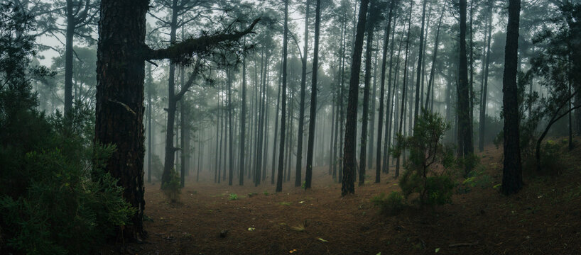Panorama Esperanza Wald bei Las Rosas, Nordosten von Teneriffa