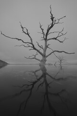 tree in the fog