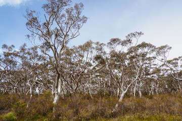 White-trunk eucalyptus forest near Katoomba, Australia