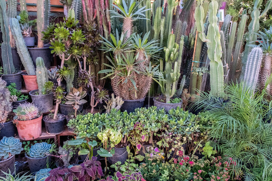 Different types of cacti and other plants for sale in a souk in the Medina in Marrakech
