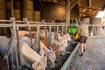 Alimentation de bovins à l'engraissement. Distribution de pulpe de betterave déshydratée en...