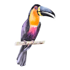 Watercolor tropical bird Toucan 