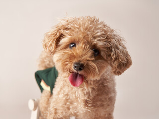 poodle on a beige background. curly dog in photo studio. Maltese, poodle
