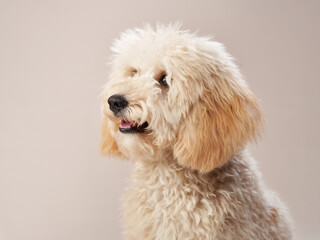 poodle on a beige background. curly dog in photo studio. Maltese, poodle