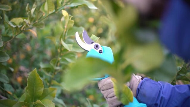 Farmer pruning trees with electric  pruning shears branch cutter automatic with battery to easyprune branches of trees