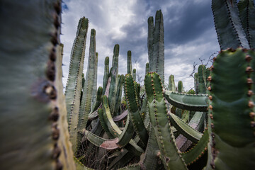 Malpaís de Güímar, Candelaria, Teneriffa