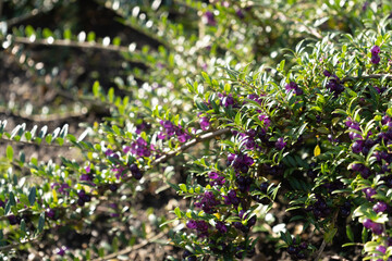Evergreen Lonicera Pileata, Box Leaved Honeysuckle or Privet Honeysuckle Purple Berries