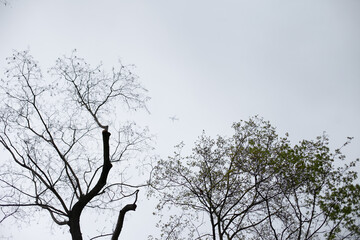 Fototapeta na wymiar distant airplane and tree silhouette against sky. Moody gray depressive background. 